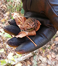 Wood Frog Minto Brown Park 2013 Oct