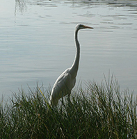 Luch Heron at Lake Chapala