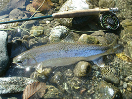 2012 Fishing on Olympic Penninsula Duckabush River